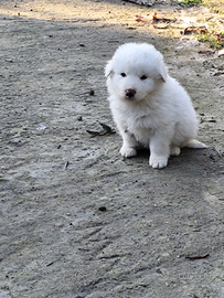 Cuccioli pastore maremmano abruzzese originale