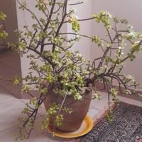 Pianta come da foto sempre verde. 