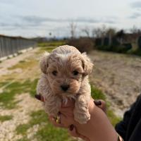Maltipoo mini toy