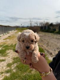 Maltipoo mini toy