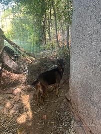 Capretto nano tibetano