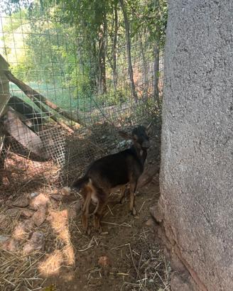 Capretto nano tibetano
