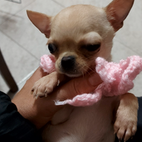 Da compagnia piccola chohuahua