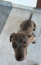 Cucciolo Pitbull