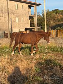 Cavallo per passeggiate