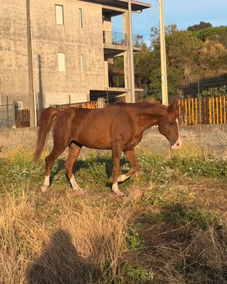 Cavallo per passeggiate