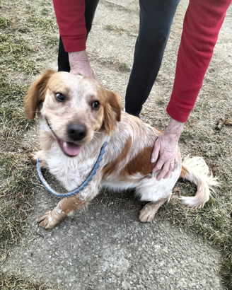 Cane taglia media