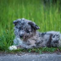 Cuccioli merle due mesi