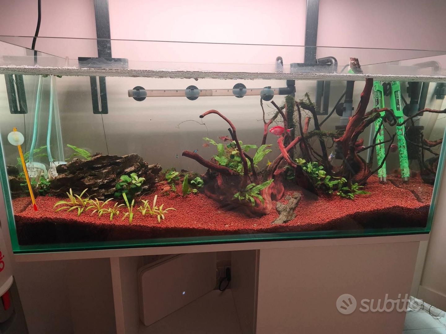 Acquario
