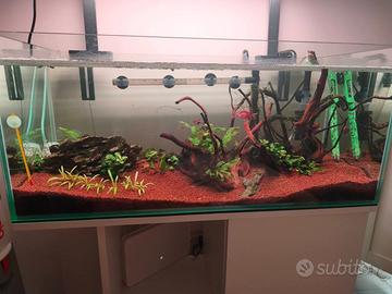 Acquario