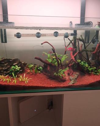 Acquario