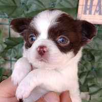 Cucciolo chihuahua bianco e cioccolato