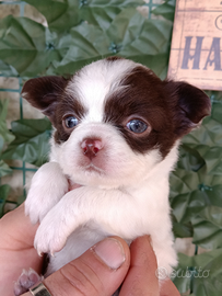 Cucciolo chihuahua bianco e cioccolato