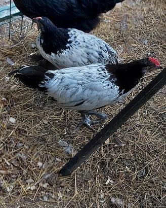 Lakenfelder coppia di 3 mesi