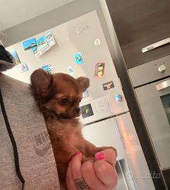 Cucciolo di chihuahua