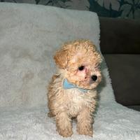 Barboncino albicocca