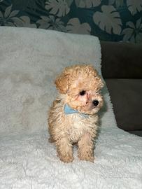 Barboncino albicocca