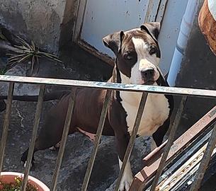 pitbull ukc per monta 