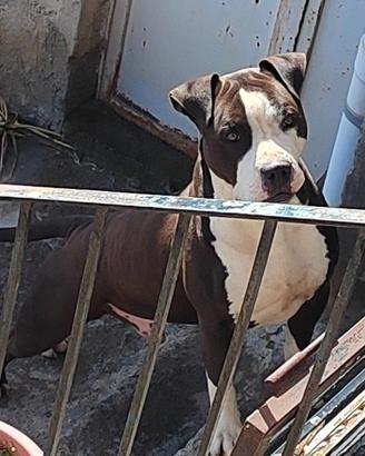 pitbull ukc per monta 
