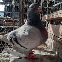 Colombi California e colombi texani