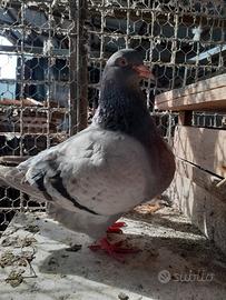 Colombi California e colombi texani