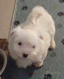Maltipoo bianca