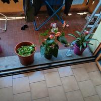 piante miste e anche su ordine 