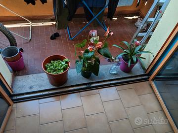 piante miste e anche su ordine 