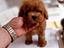 Immagine 30