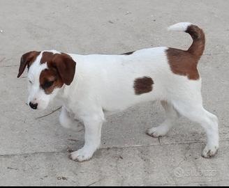 Jack Russell