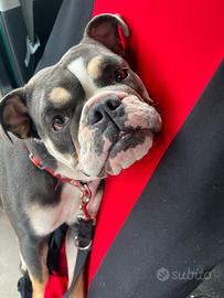 Bulldog inglese