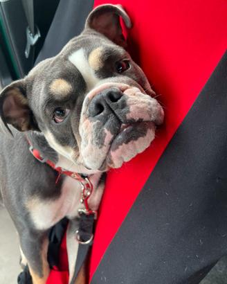 Bulldog inglese