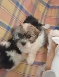 CUCCIOLI DI MALSHI