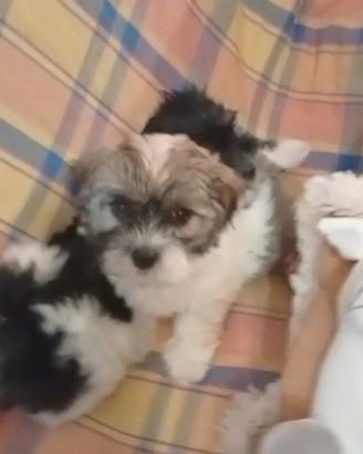 CUCCIOLI DI MALSHI
