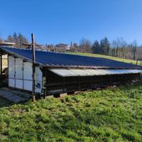 Pollaio professionale 250 galline ovaiole