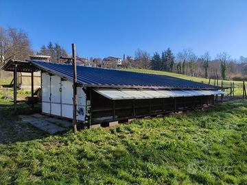 Pollaio professionale 250 galline ovaiole