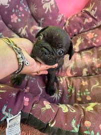Bulldog francese