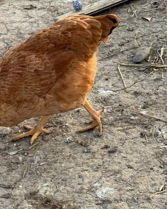 Galline ovaiole rosse