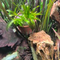 Pianta acquario vallisneira gigante