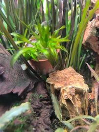 Pianta acquario vallisneira gigante