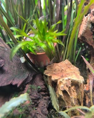 Pianta acquario vallisneira gigante