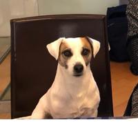 Jack russell per accoppiamento