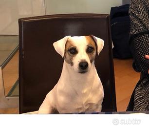 Jack russell per accoppiamento