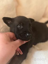Pastore belga malinois