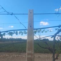 pali in cemento per vigneto 