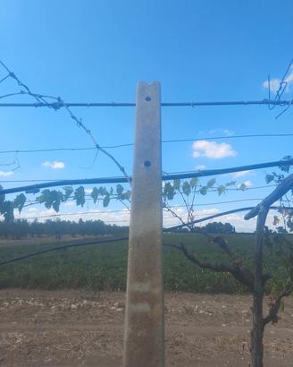 pali in cemento per vigneto 
