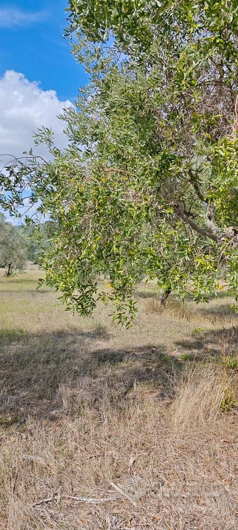 Oliveta in Toscana - Vista 2