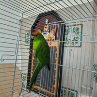 Kakariki