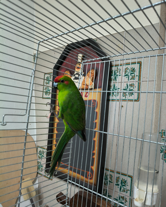 Kakariki
