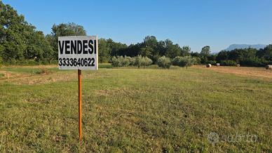 Terreno agricolo con uliveto